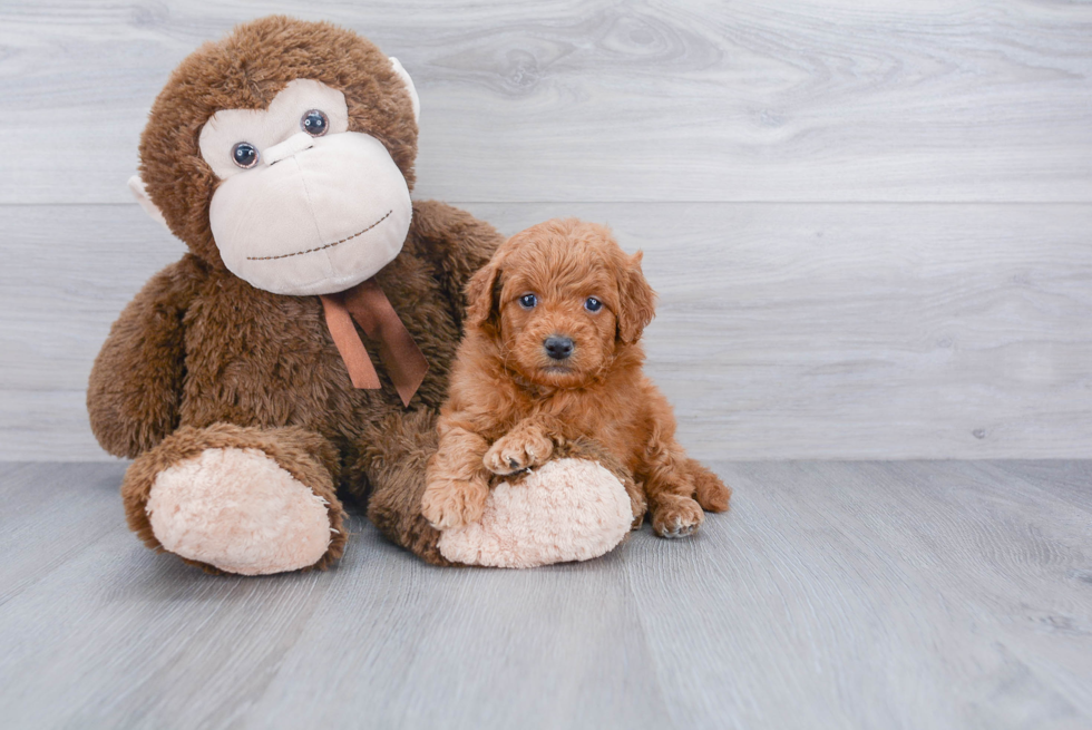 Best Mini Goldendoodle Baby