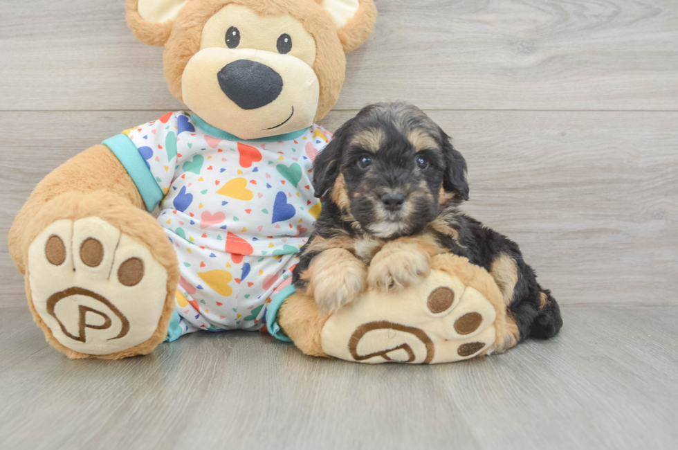 6 week old Mini Goldendoodle Puppy For Sale - Premier Pups