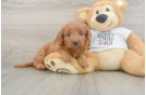 Best Mini Goldendoodle Baby