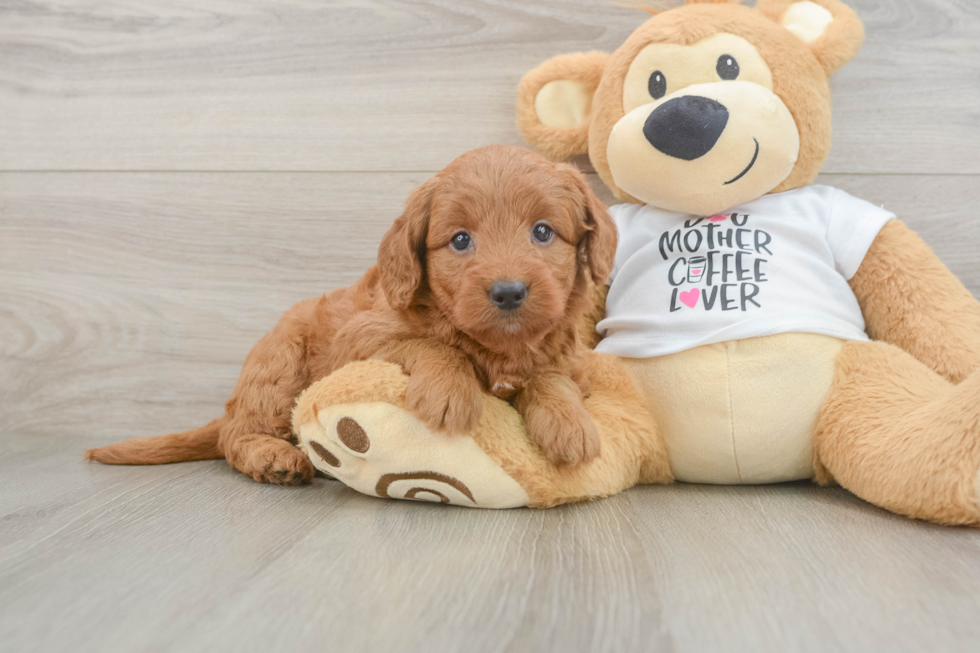 Best Mini Goldendoodle Baby