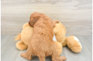 Funny Mini Goldendoodle Poodle Mix Pup