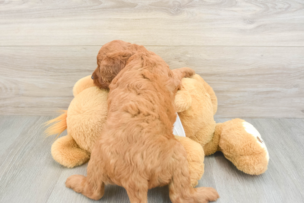 Funny Mini Goldendoodle Poodle Mix Pup