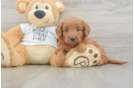 Mini Goldendoodle Puppy for Adoption