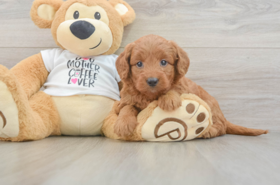 Mini Goldendoodle Puppy for Adoption