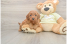 Happy Mini Goldendoodle Baby