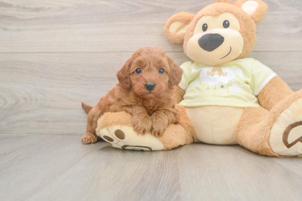 Happy Mini Goldendoodle Baby