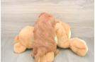 Happy Mini Goldendoodle Baby