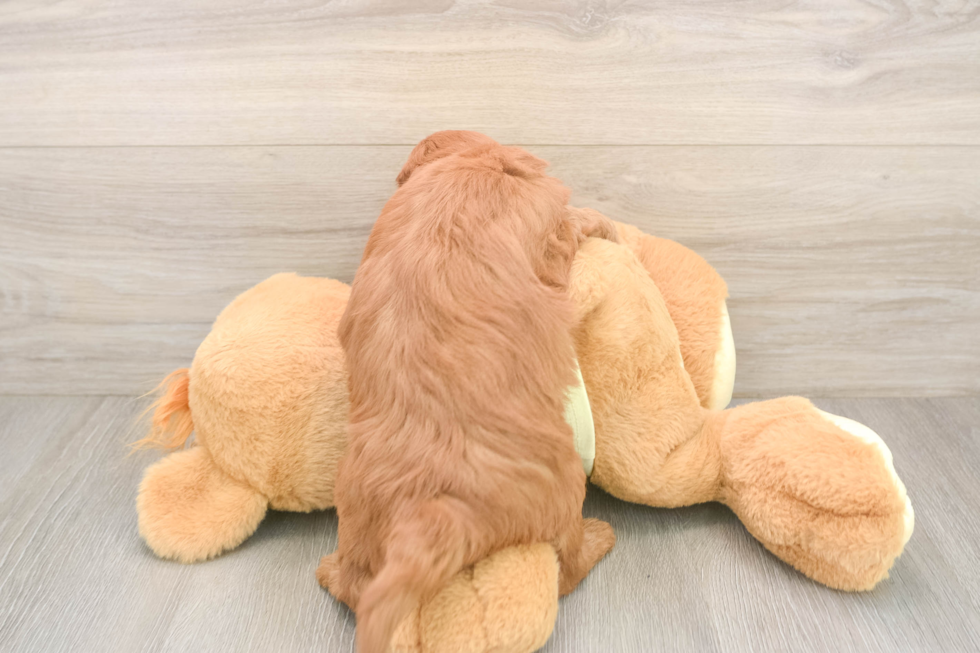 Happy Mini Goldendoodle Baby