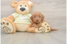 Mini Goldendoodle Puppy for Adoption