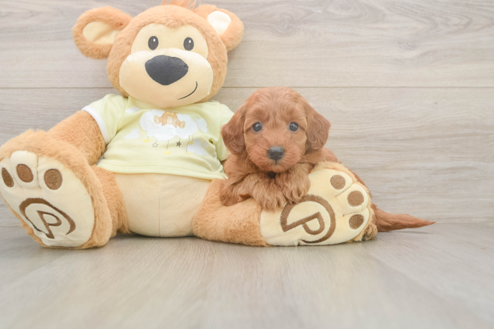 Mini Goldendoodle Puppy for Adoption