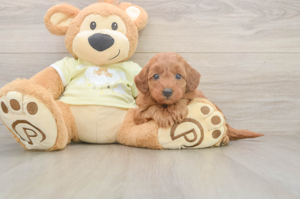5 week old Mini Goldendoodle Puppy For Sale - Premier Pups
