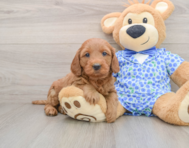7 week old Mini Goldendoodle Puppy For Sale - Premier Pups