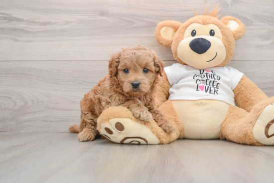 Mini Goldendoodle Pup Being Cute