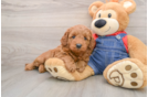 Popular Mini Goldendoodle Poodle Mix Pup