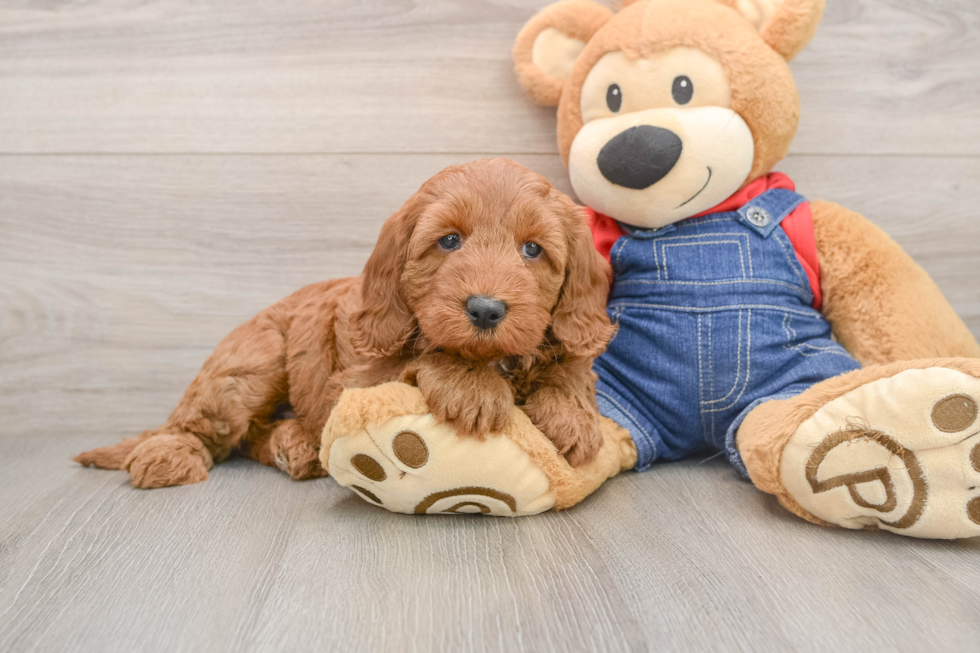 Playful Mini Groodle Poodle Mix Puppy