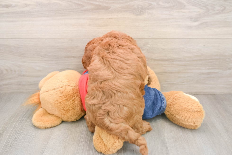 Adorable Golden Retriever Poodle Mix Poodle Mix Puppy
