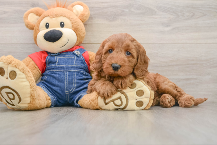 Mini Goldendoodle Pup Being Cute