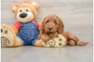 Mini Goldendoodle Pup Being Cute