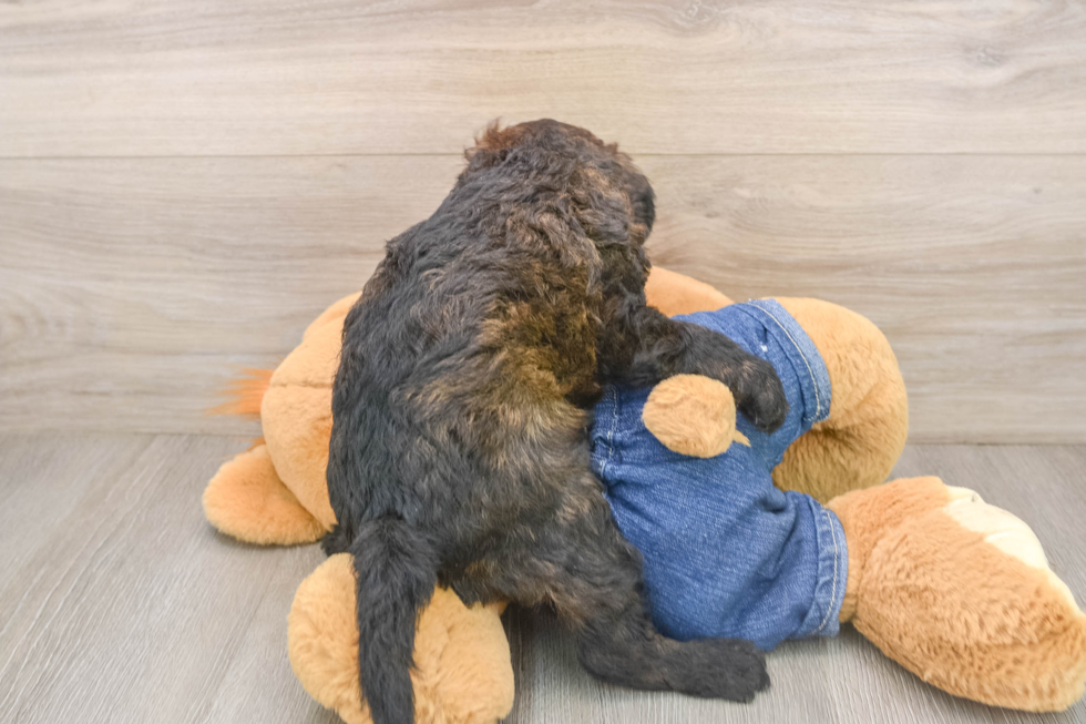 Mini Goldendoodle Puppy for Adoption