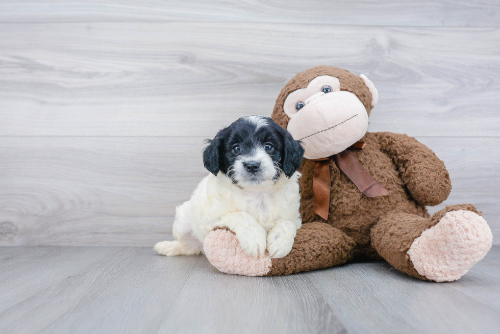 Hypoallergenic Golden Retriever Poodle Mix Puppy