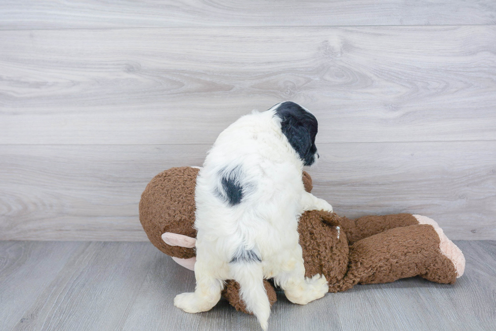 Mini Goldendoodle Pup Being Cute