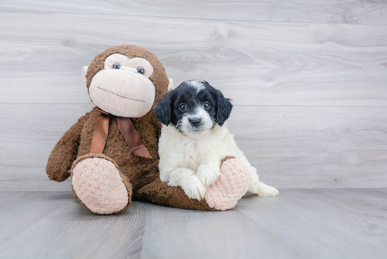 Mini Goldendoodle Pup Being Cute