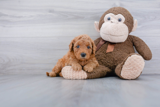 Best Mini Goldendoodle Baby