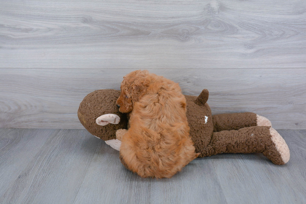 Mini Goldendoodle Puppy for Adoption