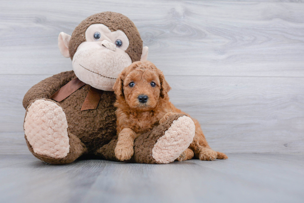 Mini Goldendoodle Puppy for Adoption