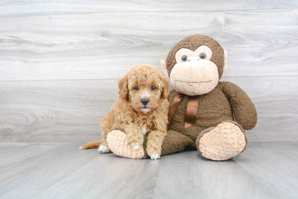 Fluffy Mini Goldendoodle Poodle Mix Pup