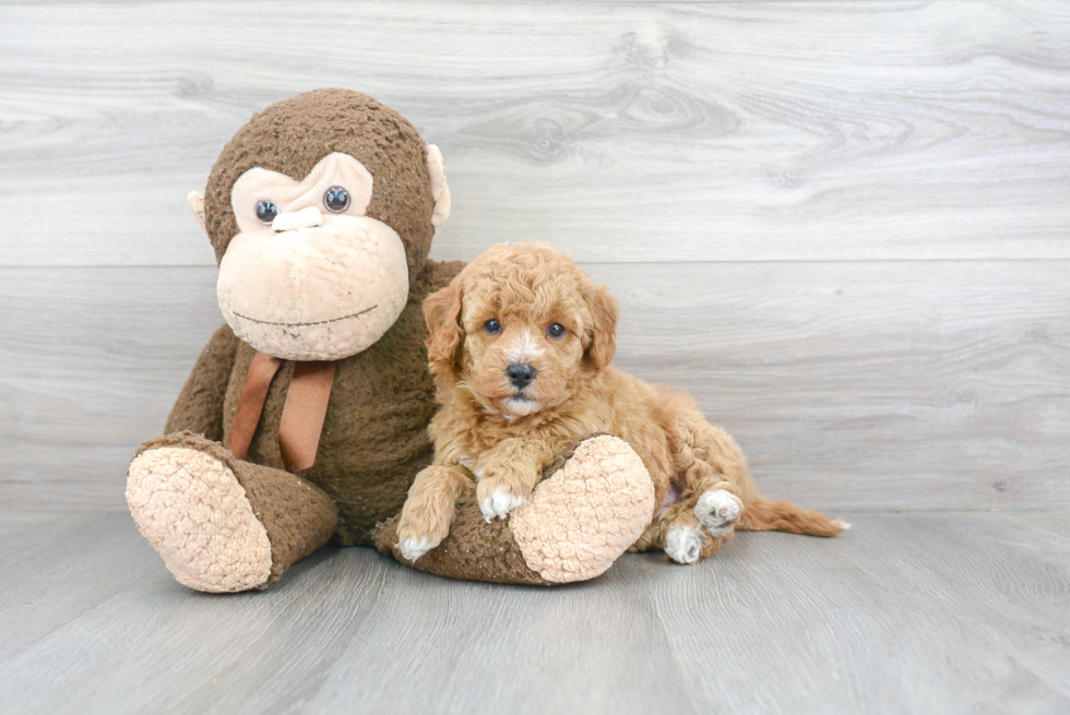 Mini Goldendoodle Pup Being Cute