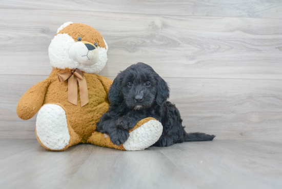 Best Mini Goldendoodle Baby