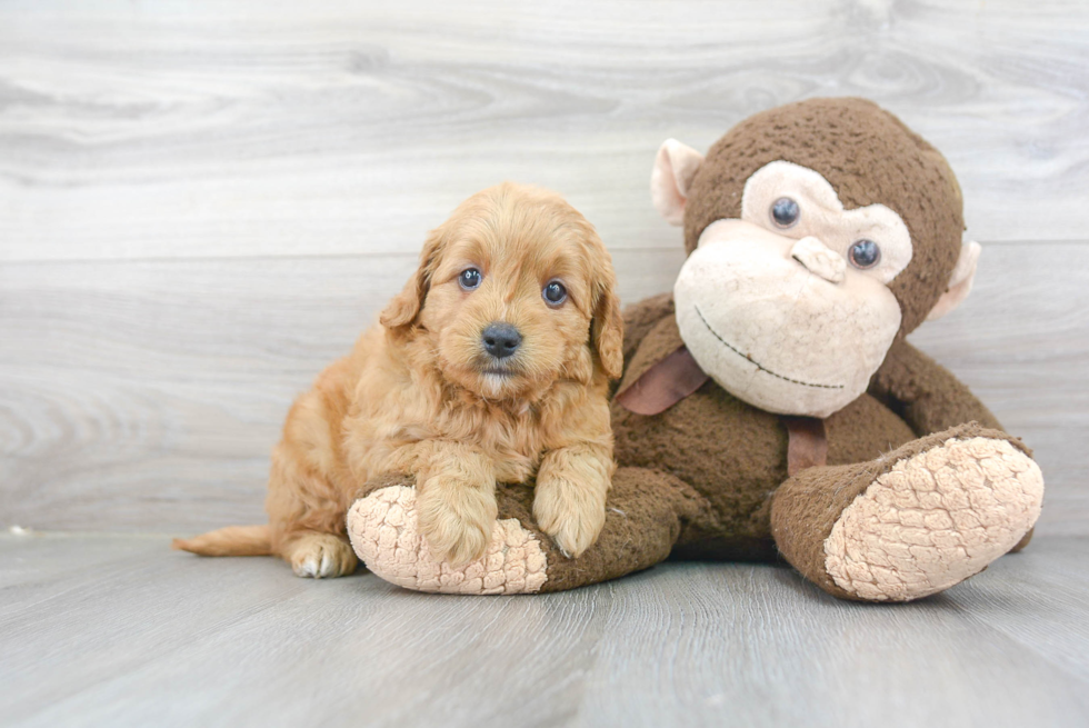 Best Mini Goldendoodle Baby