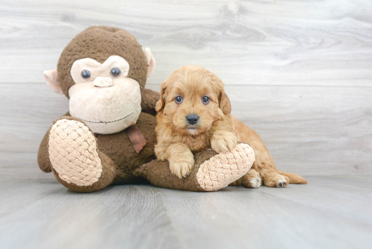 Mini Goldendoodle Puppy for Adoption