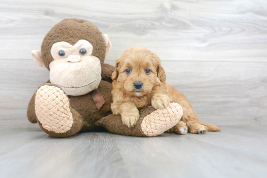 Mini Goldendoodle Puppy for Adoption