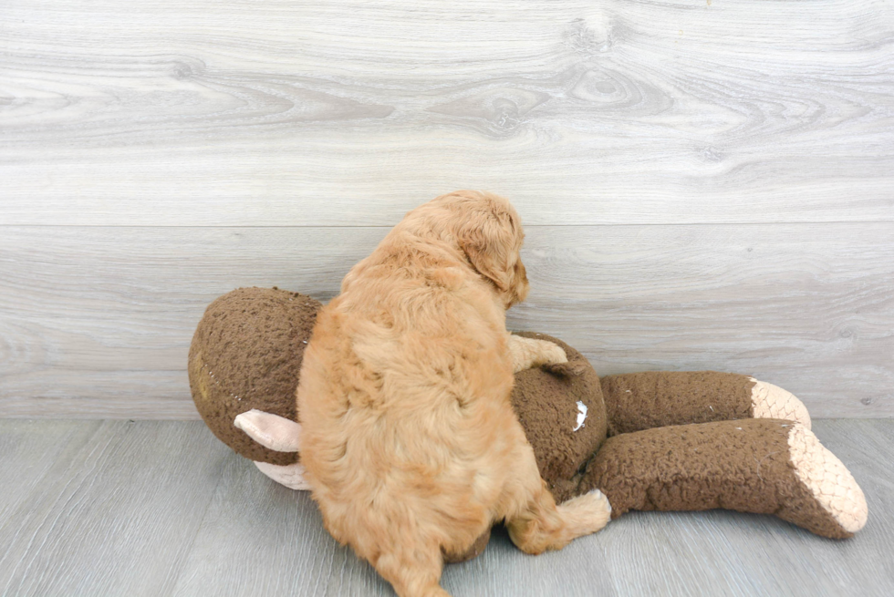 Mini Goldendoodle Pup Being Cute