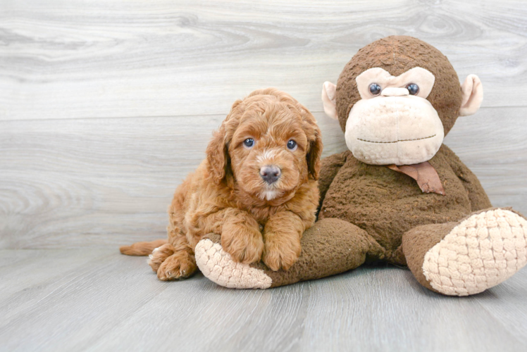 Fluffy Mini Goldendoodle Poodle Mix Pup