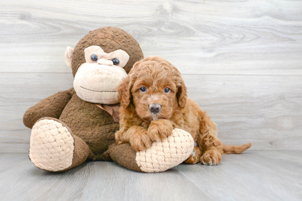 Best Mini Goldendoodle Baby