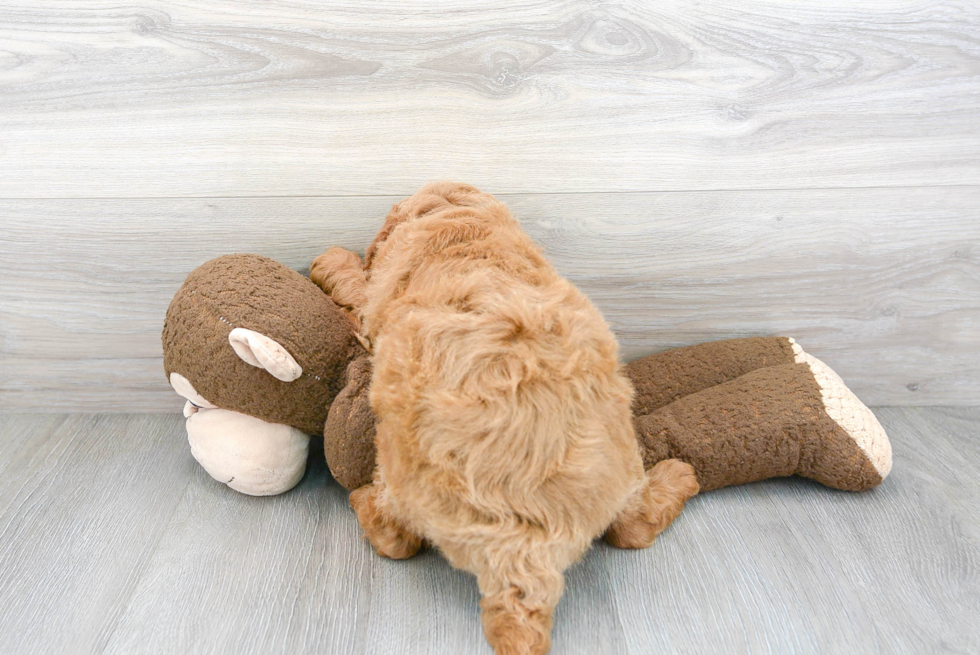 Best Mini Goldendoodle Baby