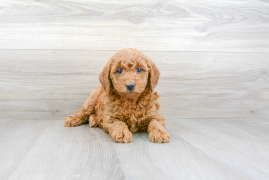 Sweet Mini Goldendoodle Baby