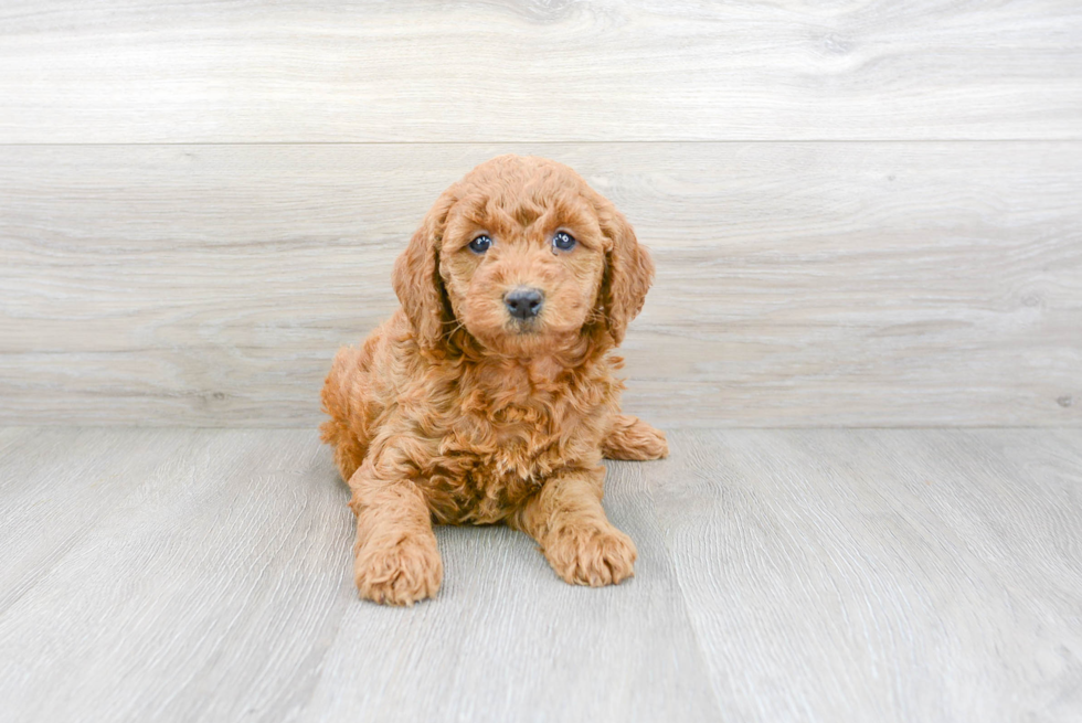 Small Mini Goldendoodle Baby