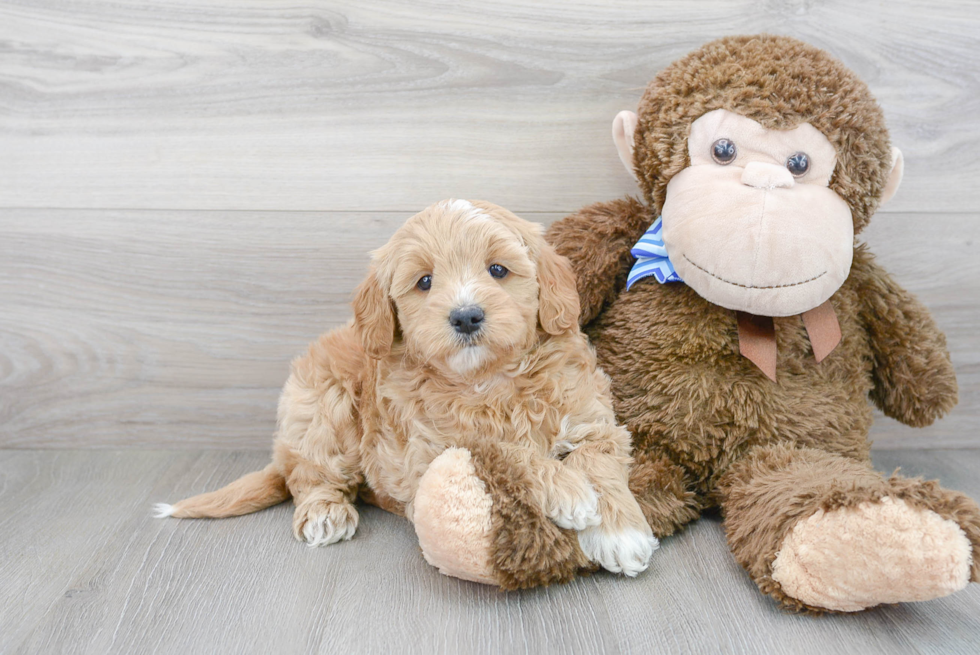 Sweet Mini Goldendoodle Baby