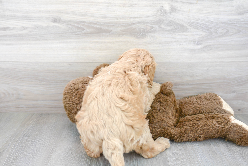 Smart Mini Goldendoodle Poodle Mix Pup