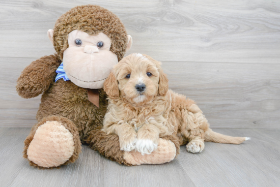 Mini Goldendoodle Puppy for Adoption