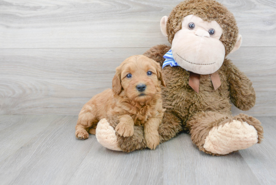 Small Mini Goldendoodle Baby