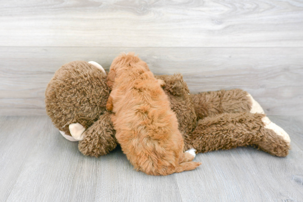 Fluffy Mini Goldendoodle Poodle Mix Pup