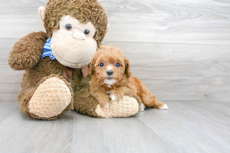 Smart Mini Goldendoodle Poodle Mix Pup