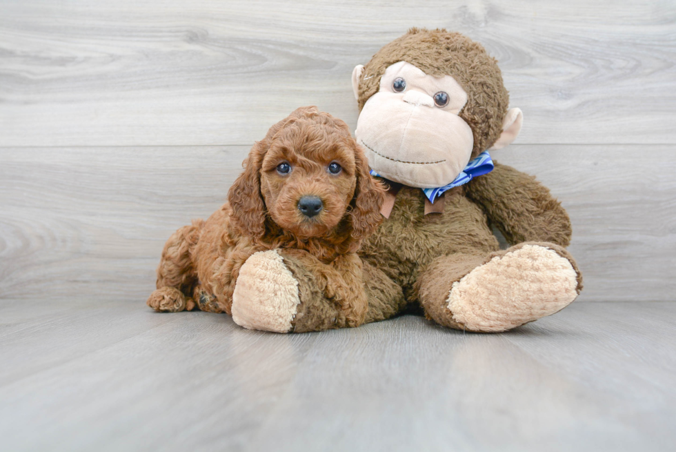 Best Mini Goldendoodle Baby