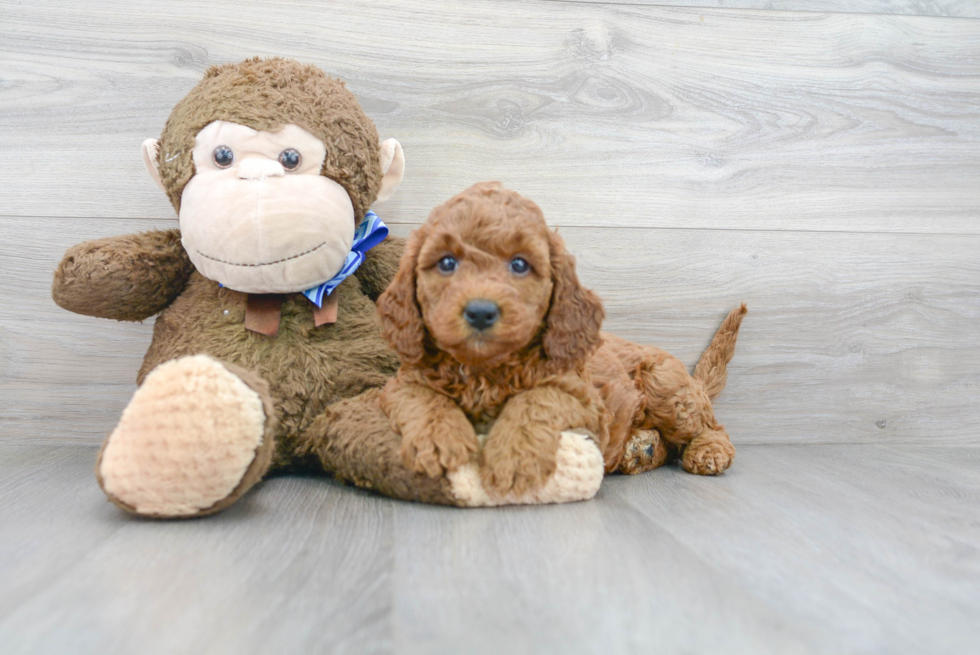 Mini Goldendoodle Puppy for Adoption