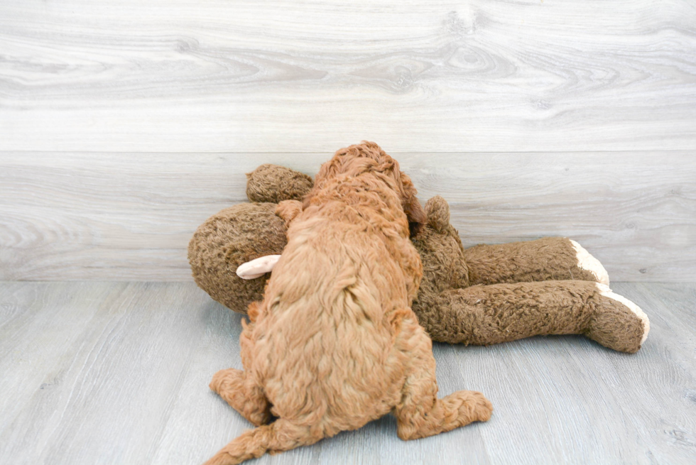 Happy Mini Goldendoodle Baby